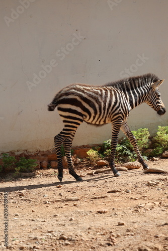 The baby zebra is walking. Sunlit dirt ground. High quality 4k footage