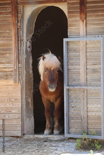 Horse wooden stable. High quality 4k footage