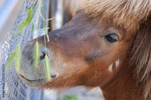 Shetland pony profile.Pony sandy background. High quality 4k footage