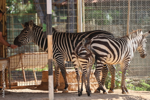 Three zebras standing. zebra with a zebra cub. The baby zebra is walking. Sunlit dirt ground. High quality 4k footage
