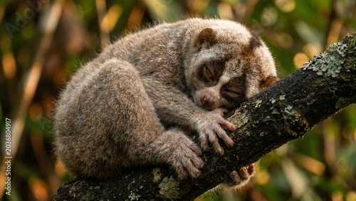 Extreme close-up of a Javan slow loris sleeping peacefully on a mossy tree branch in the wild forest