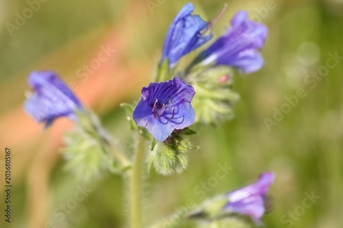 peaceful flowers and natural environment in nature