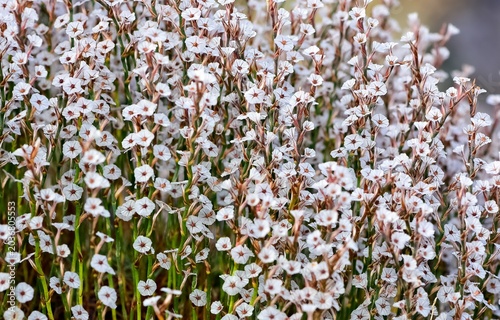 wild plants, photos of small white flowers