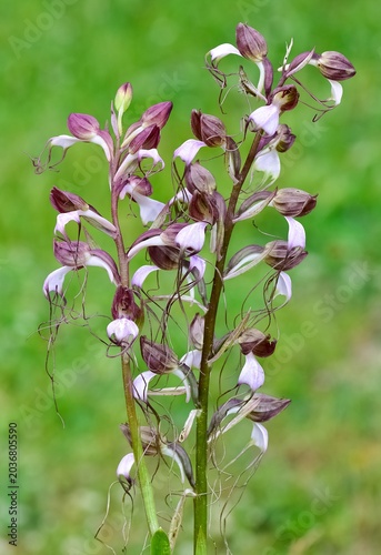 photos of wild plants and wildflowers. photos of wild orchids.