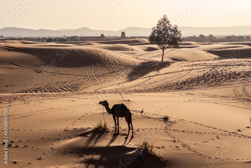 Lone camel standing on golden Sahara dunes near Merzouga at sunset