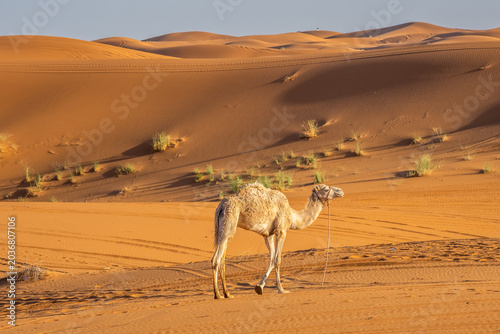 Lone camel standing among golden Sahara dunes in Merzouga desert, Morocco