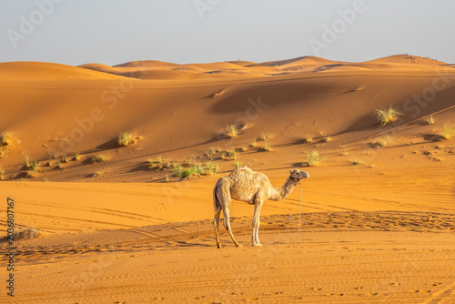 Lone camel standing among golden Sahara dunes in Merzouga desert, Morocco