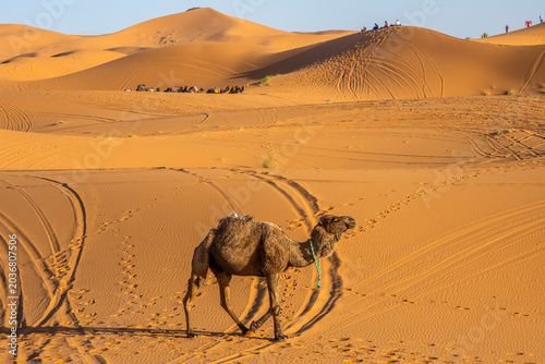 Lone camel standing among golden Sahara dunes in Merzouga desert, Morocco