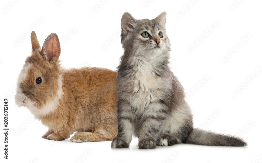 Fototapeta premium Cute cat and bunny on white background. Lovely pets
