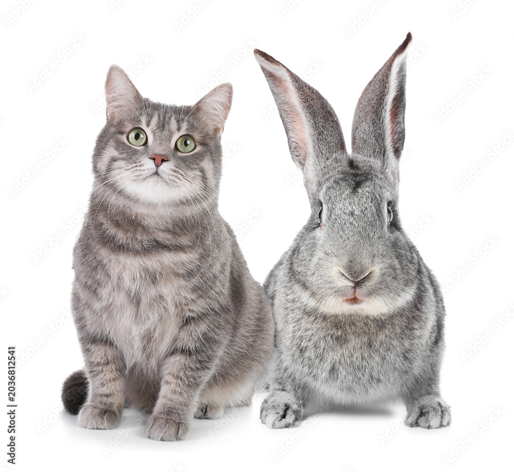 Fototapeta premium Cute cat and bunny on white background. Lovely pets