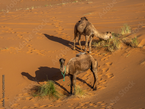 Two camels grazing on sparse vegetation in Sahara dunes near Merzouga, Morocco