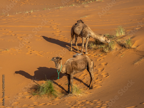 Two camels grazing on sparse vegetation in Sahara dunes near Merzouga, Morocco