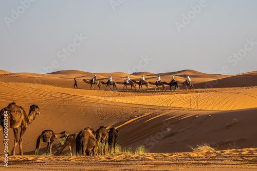 Camel caravan with tourists crossing Sahara dunes near Merzouga at golden hour, Morocco