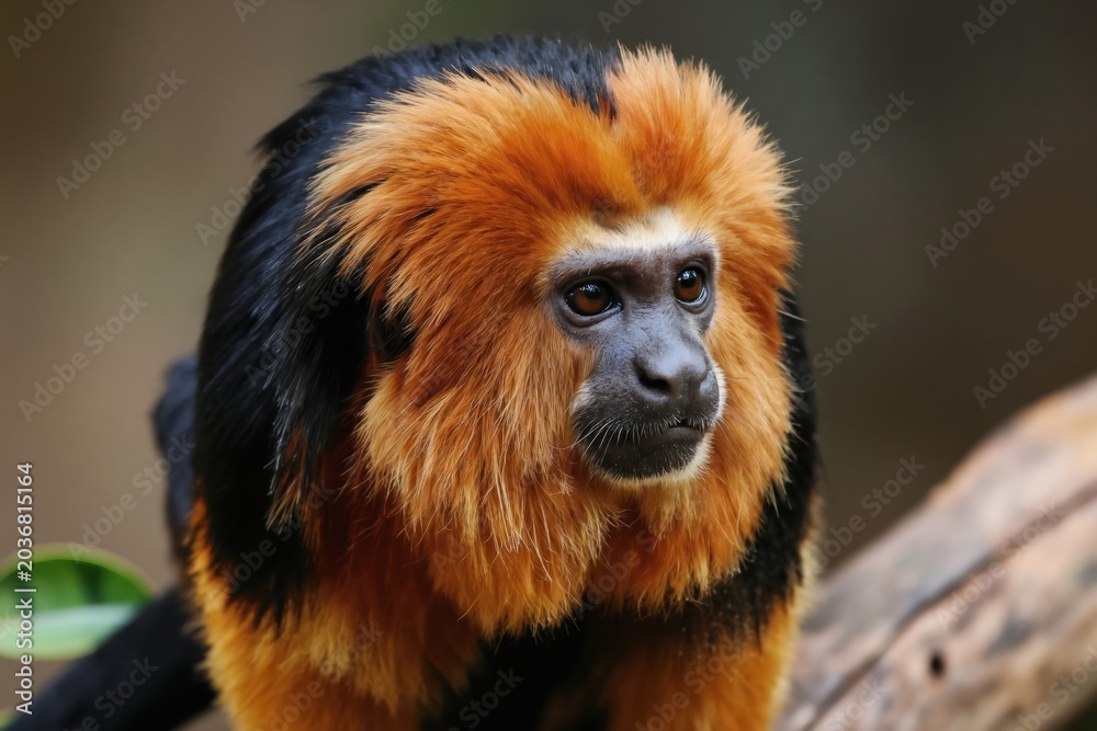 Obraz premium Golden headed lion tamarin monkey sits on tree branch. Small primate with bright orange fur on head and black body. Mammal looks right with curious expression. Endangered species portrait.