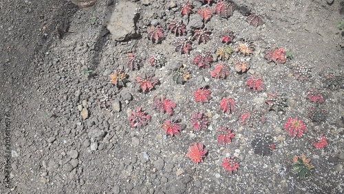 Cactus Sempervivum arachnoideum plant