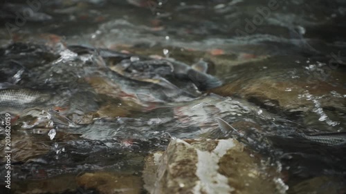 Freshwater fish actively moving and splashing in a shallow rocky river during spawning season. Natural reproductive behavior captured in flowing water surrounded by stones and healthy aquatic habitat.
