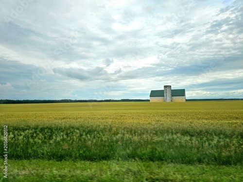 field of wheat