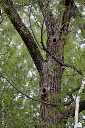 Un trou dans l'écorce d'un arbre printemps. Gros plan.