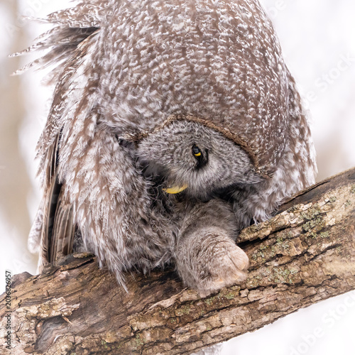 Tableau sur toile Great Gray Owl Roosting in Winter