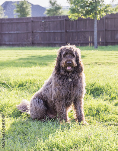 dog on grass