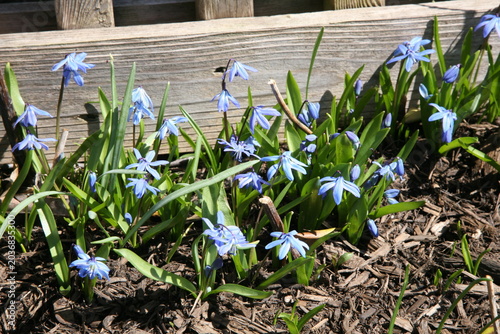 Принти на полотні Blooming blue flower scilla