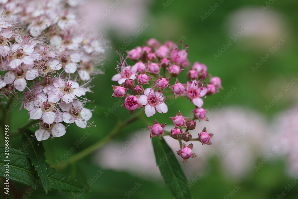 Fototapeta premium 色鮮やかに咲く、シモツケの花 / Pink japanese spiraea flowers blooming in the shade