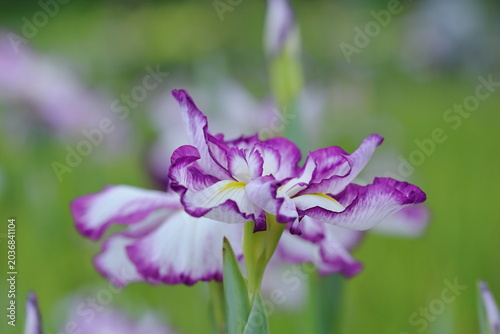 色鮮やかに咲く、花菖蒲の花 / Purple iris ensata flowers and green leaves in summer