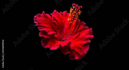 Obraz na płótnie Red hibiscus flowers (hibiscus) have many health benefits, especially in tea or extract form