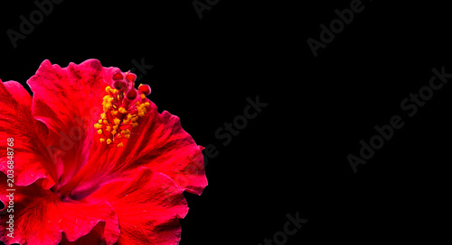 Fotografie Red hibiscus flowers (hibiscus) have many health benefits, especially in tea or extract form