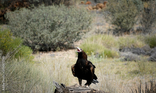 Quadro em tela Wedge-tailed Eagle perches on a weathered log in arid shrubland