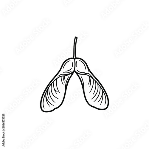 Sycamore Samara Seed Hand Drawn Vector Sketch
