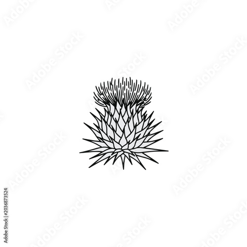 Minimalist Thistle Flower Head Line Art Illustration
