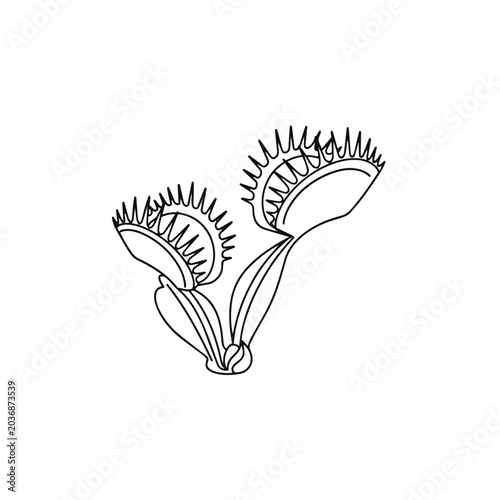 Venus Flytrap Line Art Illustration Carnivorous Plant Vector