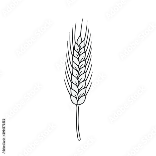 Hand drawn wheat ear stalk vector illustration