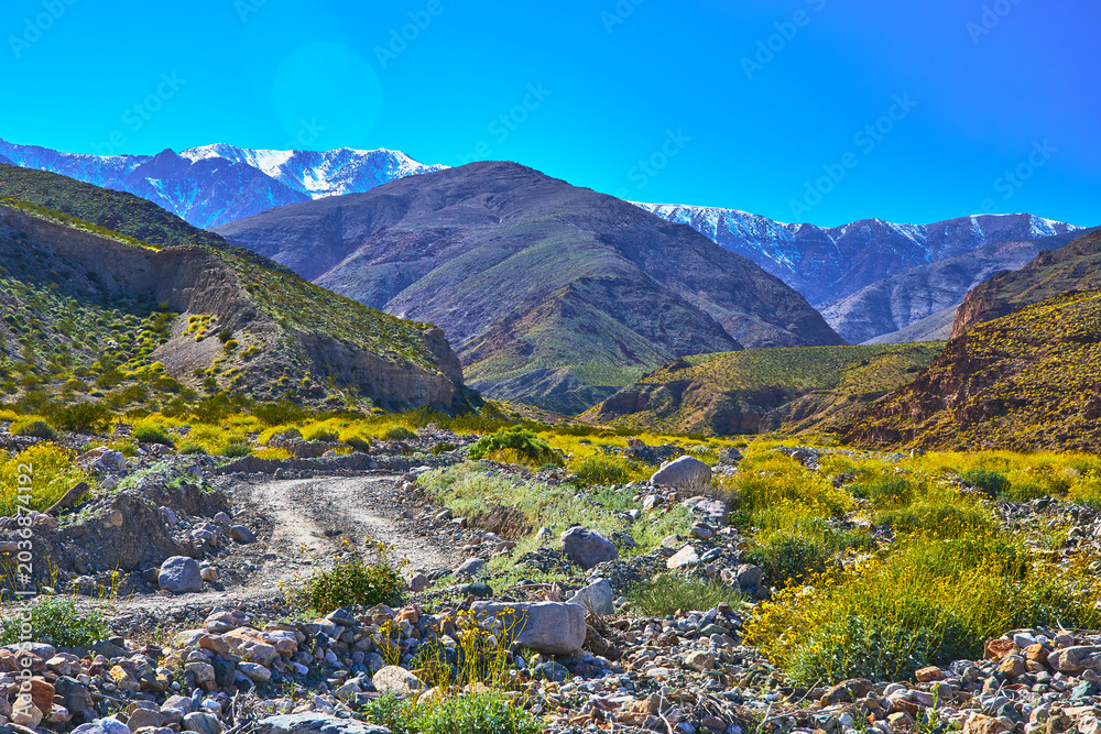 Fototapeta premium Dirt Road Wildflower Super Bloom and Snow Capped Mountains in Remote Valley
