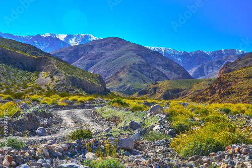 Dirt Road Wildflower Super Bloom and Snow Capped Mountains in Remote Valley