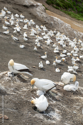 Gannet seabirds with chicks nesting on coastal cliff New Zealand wildlife