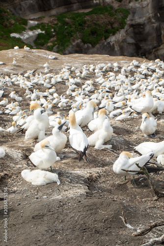 Gannet seabirds with chicks nesting on coastal cliff New Zealand wildlife