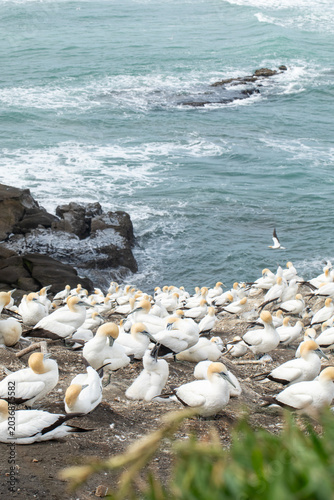 Gannet seabird colony with chicks on coastal cliff and ocean waves New Zealand