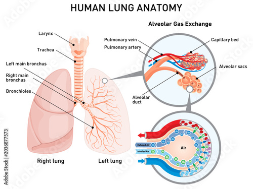 Bild auf Leinwand Human lung anatomy vector illustration showing trachea, bronchi, bronchioles, alveolar sacs, capillary bed, pulmonary artery and vein, and alveolar gas exchange