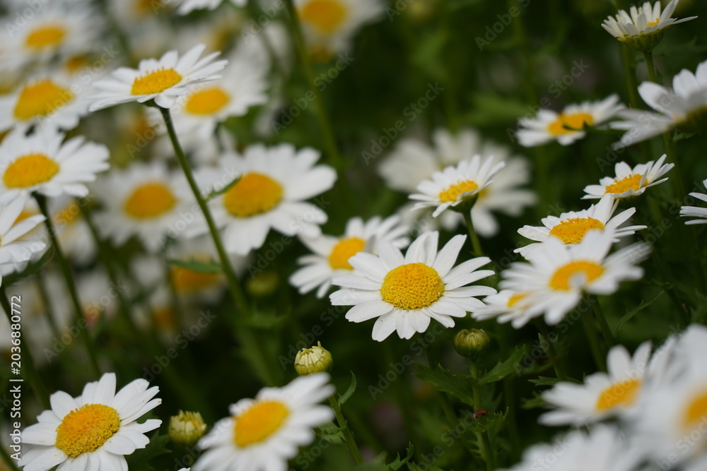 Fototapeta premium 春の花壇に咲くマーガレットの白い花