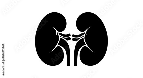 Kidney pair illustration features two black kidney organs connected by ureters, symbolizing health, anatomy, or medical research topics.