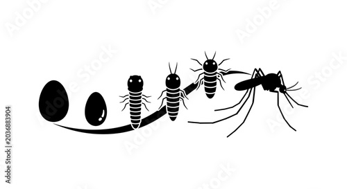 Cuadro en lienzo Mosquito life cycle diagram illustrates the biological development stages from egg to larva to pupa and finally the adult insect in a clear educational visual format