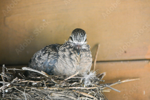 Morning Dove chick's first flight out of the nest.