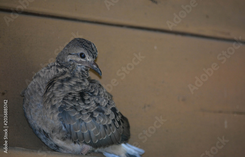 Morning Dove chick's first flight out of the nest.