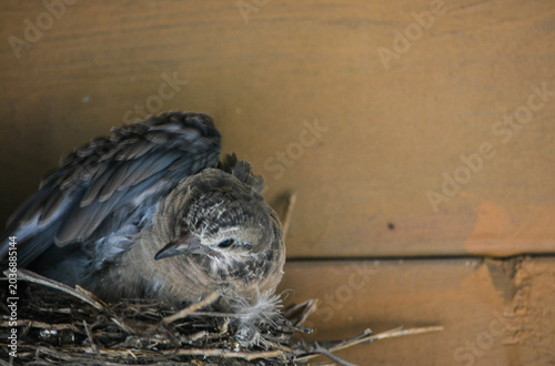 Morning Dove chick's first flight out of the nest.