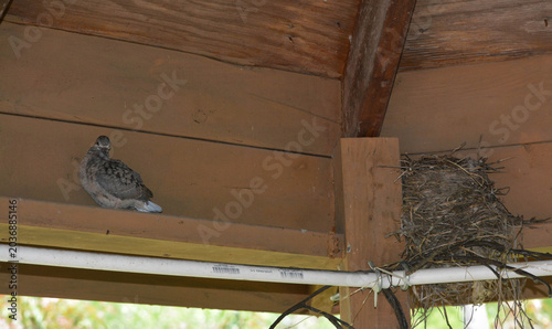 Morning Dove chick's first flight out of the nest.
