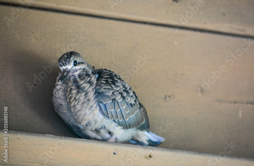 Morning Dove chick's first flight out of the nest.