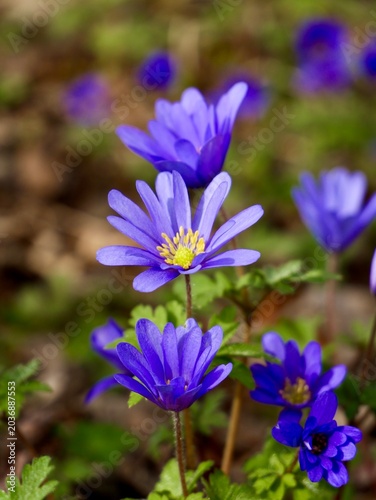 Slika na platnu Balkan anemone (Anemonoides blanda), also known as Grecian windflower (syn