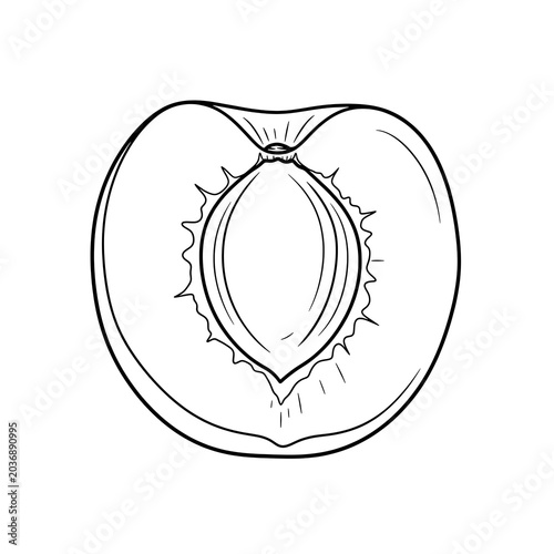 Halved Peach Illustration Showing Seed and Texture.